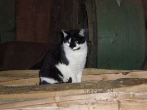 Grosses bild anzeigen 20060528 079.jpg